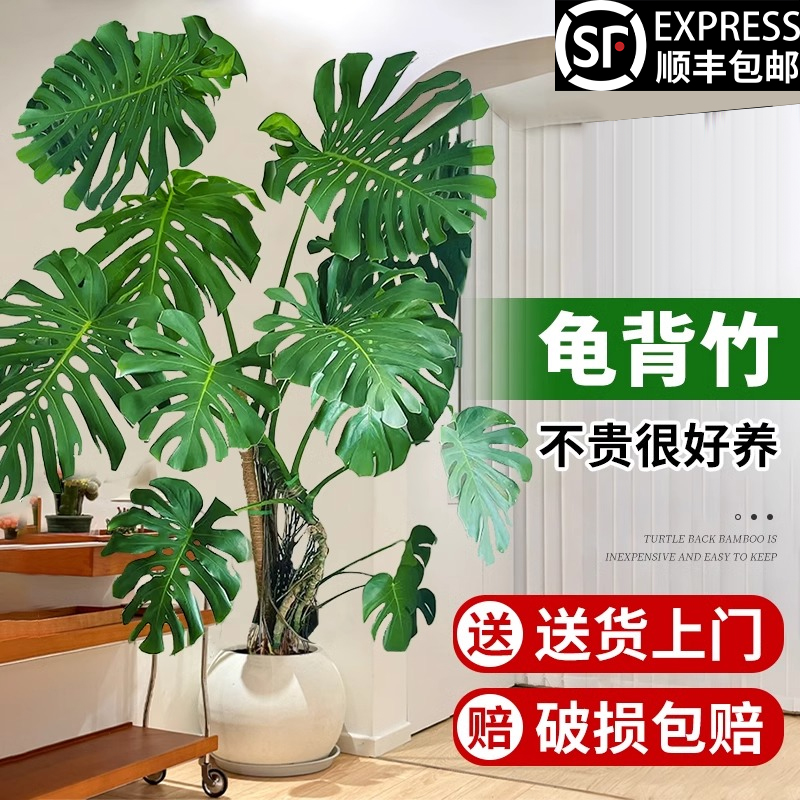 客厅大盆栽龟背竹室内客厅大叶老桩植物电视柜旁边大型绿植落地