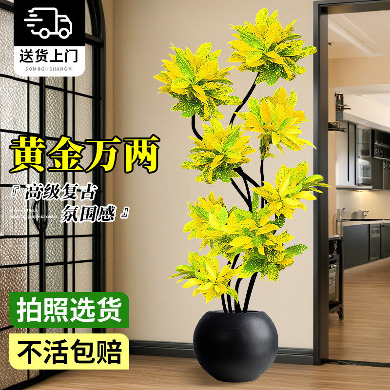 大型洒金榕绿植客厅高级感盆栽办公室内旺宅富贵树落地大气上档次