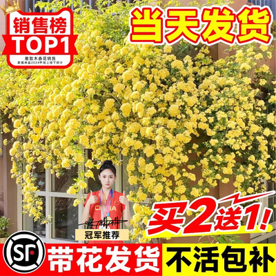黄木香花苗爬藤植物花卉重瓣白木香树苗蔷薇阳台庭院四季开花盆栽