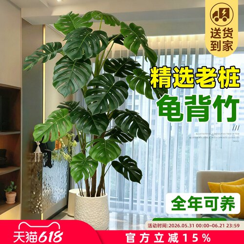 客厅高端大气龟背竹老桩落地盆栽