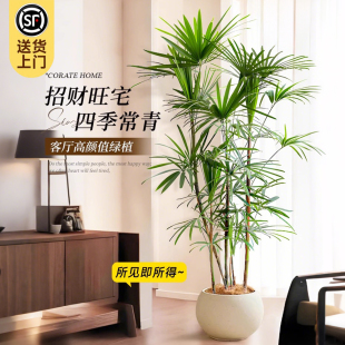 好养耐寒 金山棕竹大型绿植客厅室内外盆栽高级感植物旺宅盆景四季