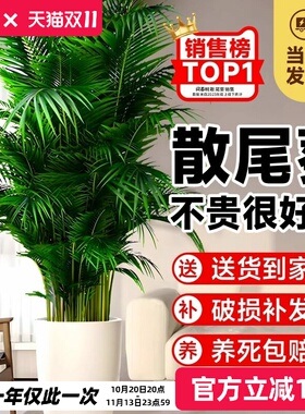 散尾葵植物盆栽客厅大型绿植室内落地办公室凤尾竹子天堂鸟真花卉