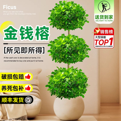 金钱榕招财摇钱树室内盆景大盆栽植物客厅大型榕树办公室造型绿植