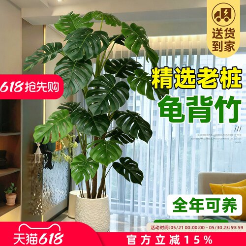 客厅高端大气龟背竹老桩落地盆栽