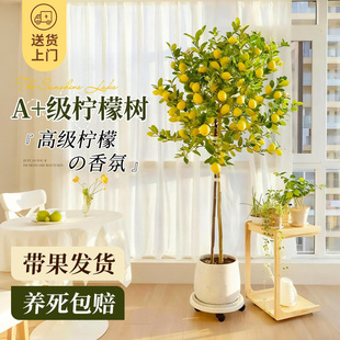 香水柠檬树大型绿植盆栽带果室内客厅办公室盆景清新空气四季好养