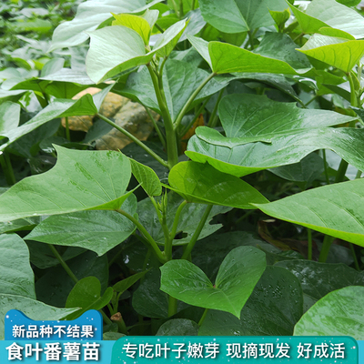 吃叶红薯苗红薯秧子食叶型番薯种