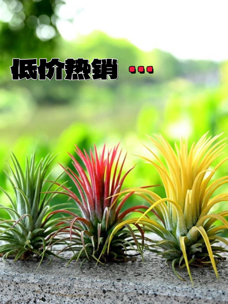 空气凤梨新手福利红黄绿精灵无土植物桌面微景观花卉可开花吸甲醛