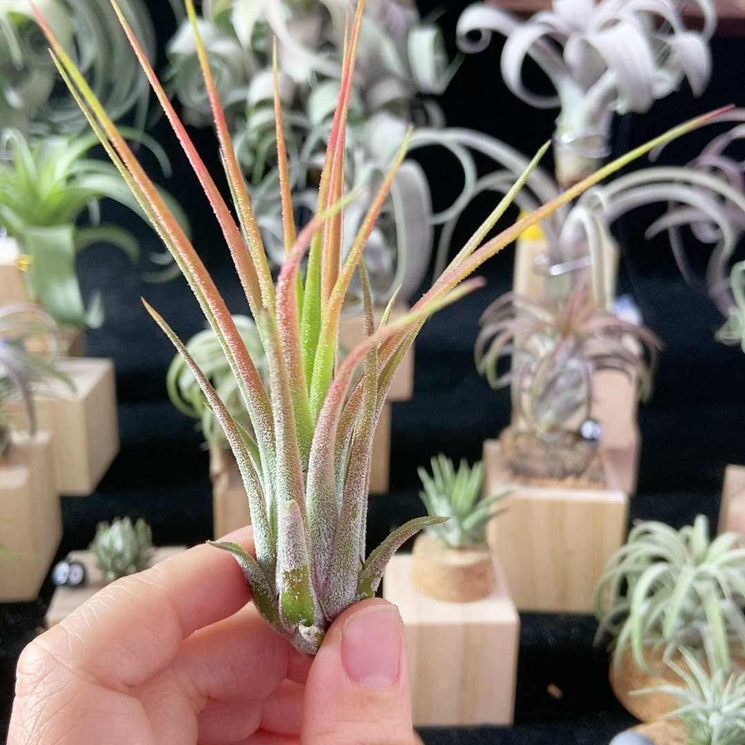 开播福利精灵x普鲁士483