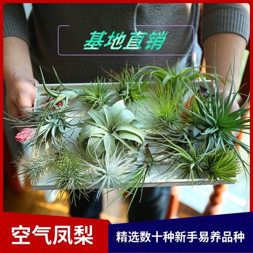 空气凤梨精选数十种易养新手入门净化空气无土懒人植物基地直销 - 封面