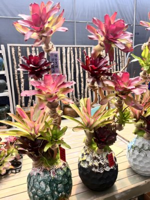 积水凤梨姬凤梨空气凤梨雨林水陆生态水草爬虫缸造景常用观叶植物