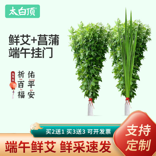 太白顶端午节新鲜艾草叶菖蒲挂门