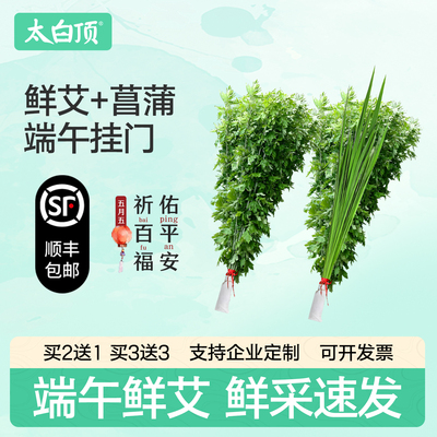太白顶艾叶挂门端午节整棵鲜艾草