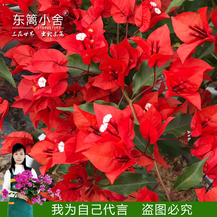 东篱小舍 三角梅　桑巴　新苗，根叶嫩在类目 鲜花速递/花卉仿真/绿植园艺, 花卉/绿植盆栽（新）, 花卉中 - 来自Buy2taobao.com提供专业的淘宝代购服务