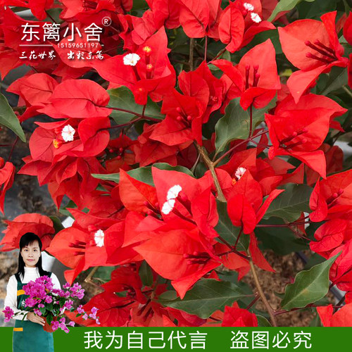 东篱小舍三角梅热火桑巴