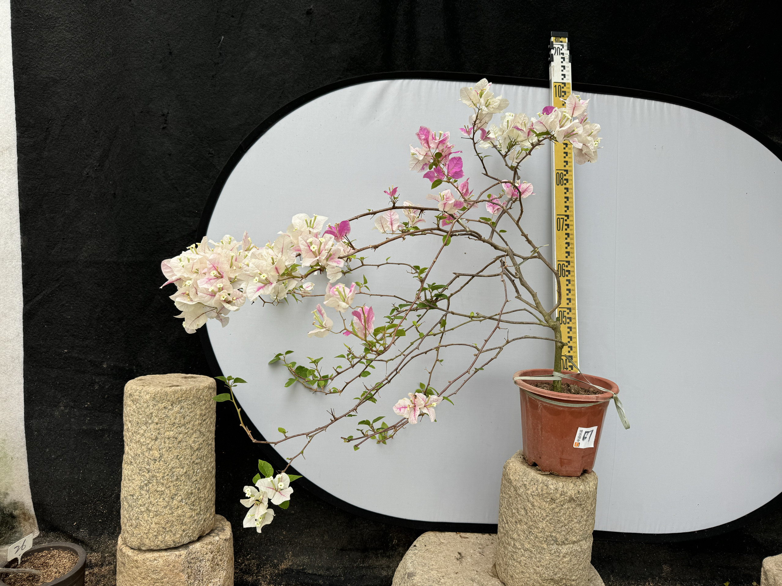 东篱小舍 花蝴蝶 红樱 漳州百变红心樱花 蝴蝶樱花三角梅 实拍照