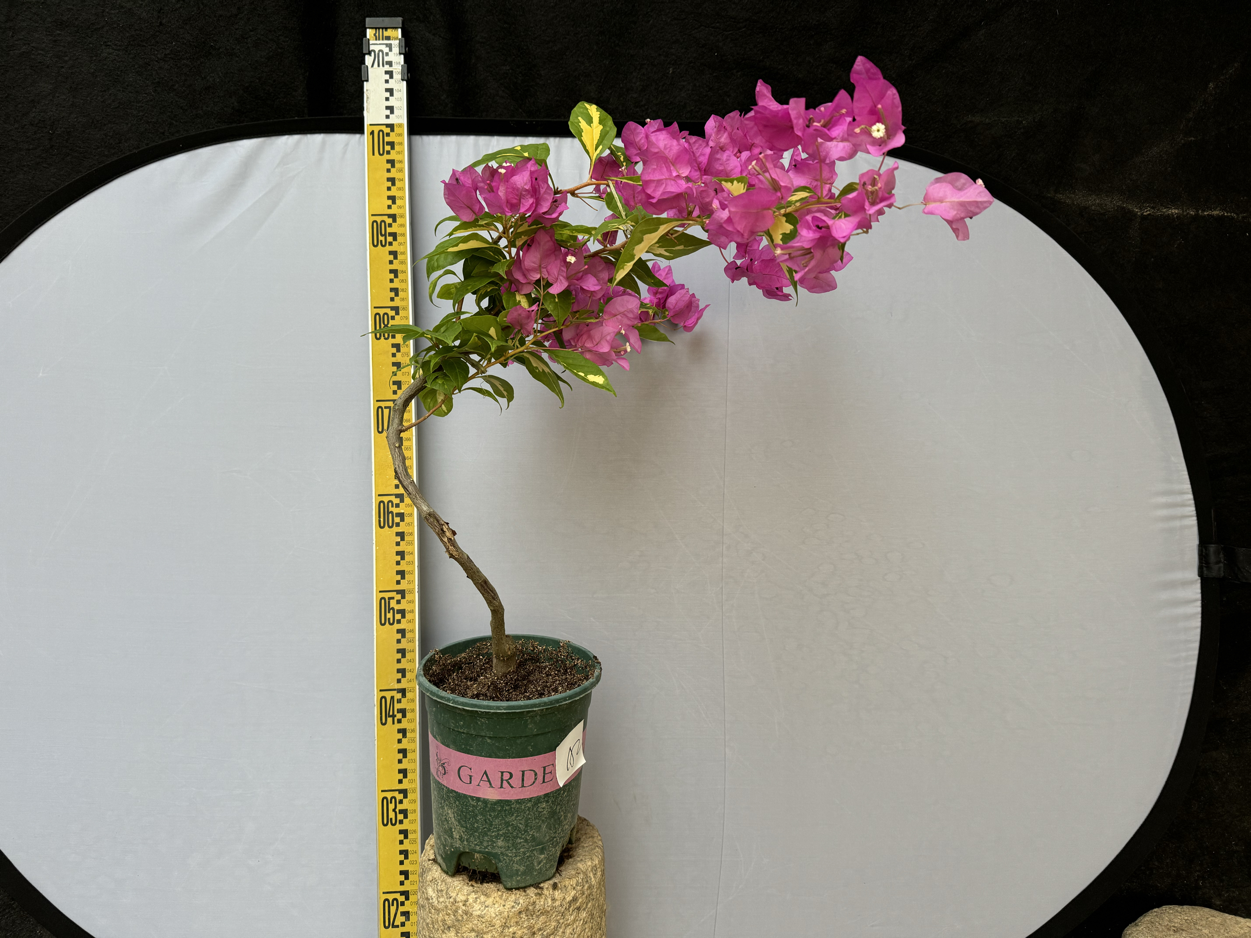 叶片有金心开红和白美观　勤花