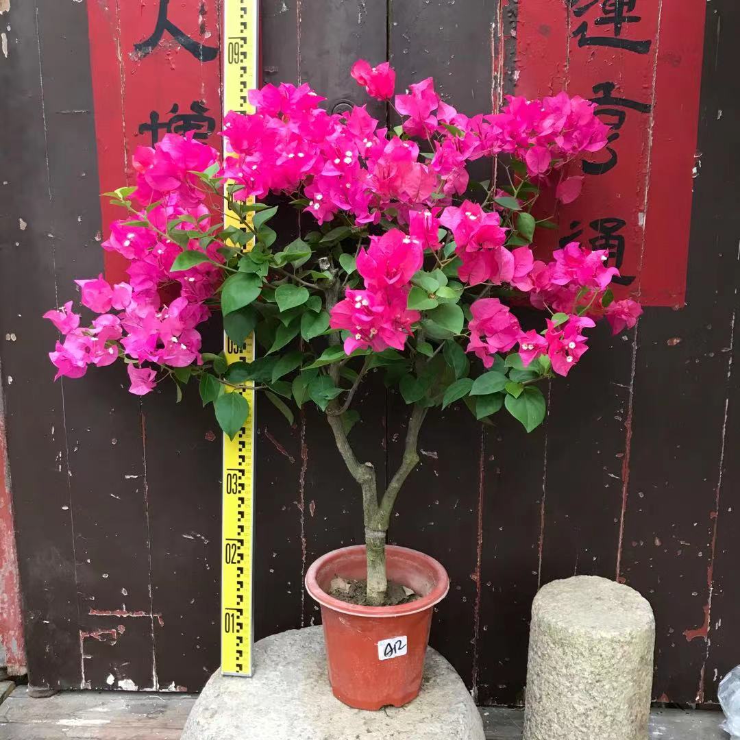 东篱小舍三角梅四季玫瑰红