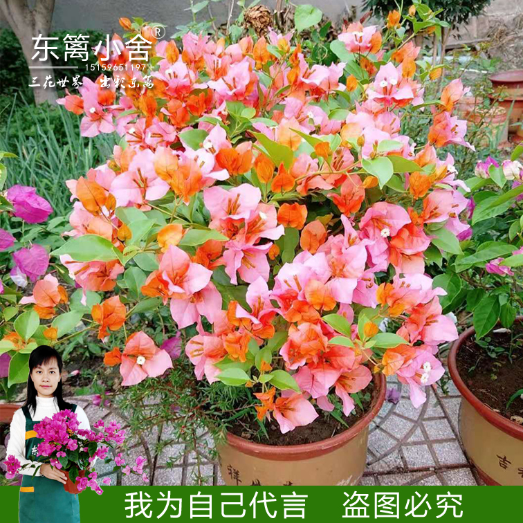 三角梅变色龙颜色变化大不易掉花