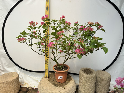 三角梅阿达娜颜色丰富勤花品种