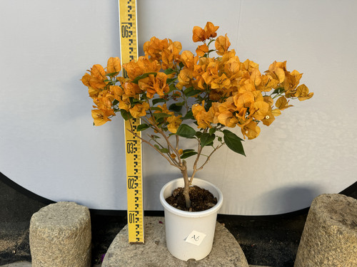 金色光辉三角梅颜色金碧辉煌