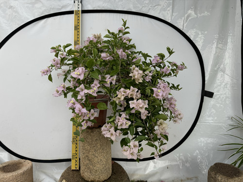 东篱小舍三角梅苹果花