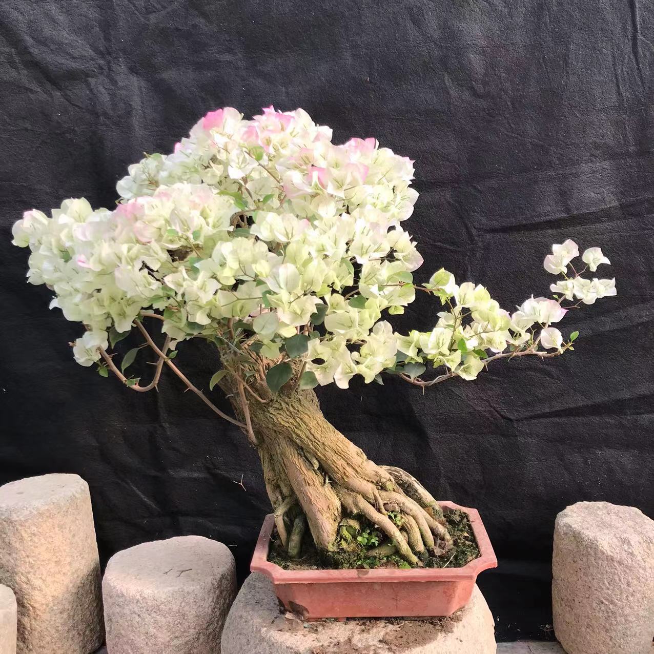 东篱小舍 三角梅绿叶樱花原生提根盆景 实拍照原盆发货