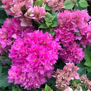 东篱小舍 九重葛 三叶梅 粉花重瓣三角梅 粉重　原盆发货有实拍照