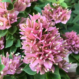 东篱小舍 三角梅塔橙 塔黄 塔紫花叶小密集 实拍照原盆发