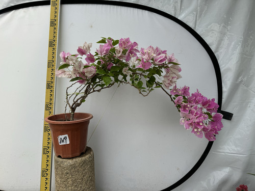 东篱小舍花蝴蝶漳红樱三角梅
