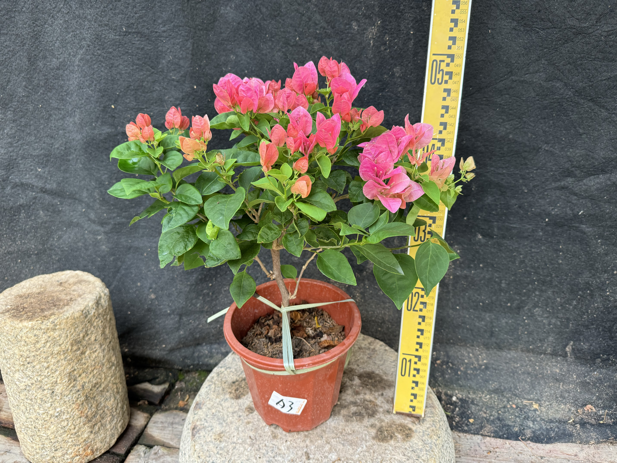 东篱小舍　三角梅勤花大花品种甜西瓜  红西瓜原盆发货,鲜花速递/花卉仿真/绿植园艺,时令草本花卉,淘宝优惠券,粉丝福利购,淘宝优惠卷