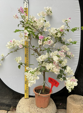 东篱小舍 9014三角梅勤花品种漳红樱悬崖垂飘 一物一拍 原盆发