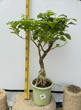 软枝品种适合垂吊勤花三角梅红樱