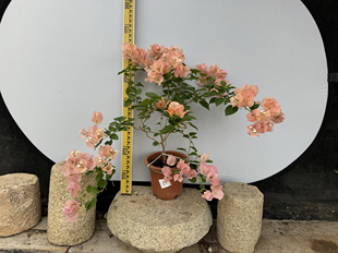 东篱小舍　三角梅勤花品种日落　实拍照原分发货