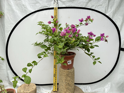 特殊花型灯笼红莲花三角梅