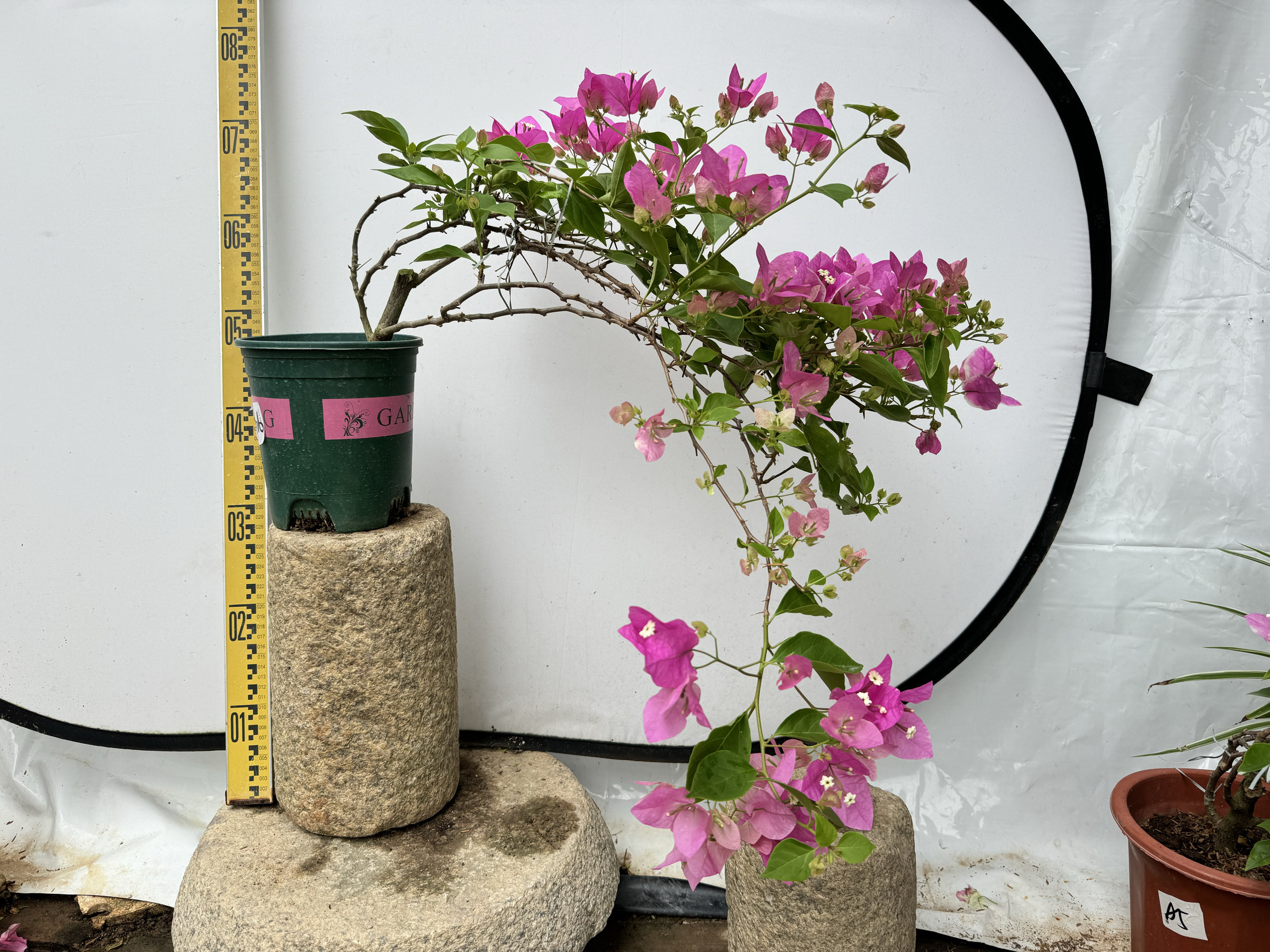 东篱小舍  花蝴蝶 红樱 漳州百变红心樱花 蝴蝶樱花三角梅 实拍照