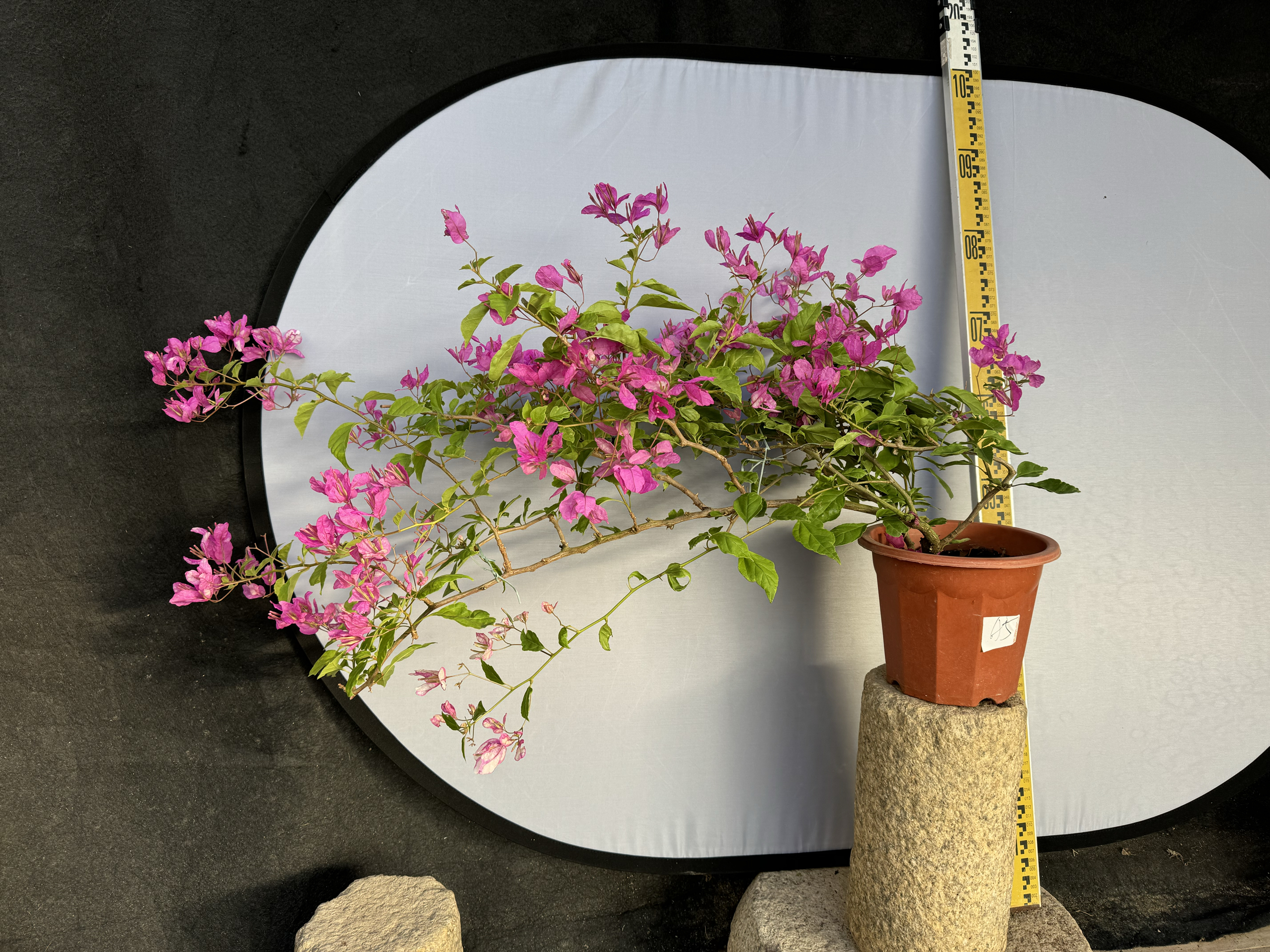 勤花三角梅红樱蝶颜色多变