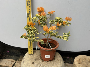 东篱小舍　三角梅勤花品种细软枝黎明三角洲 原盆发货 实拍照