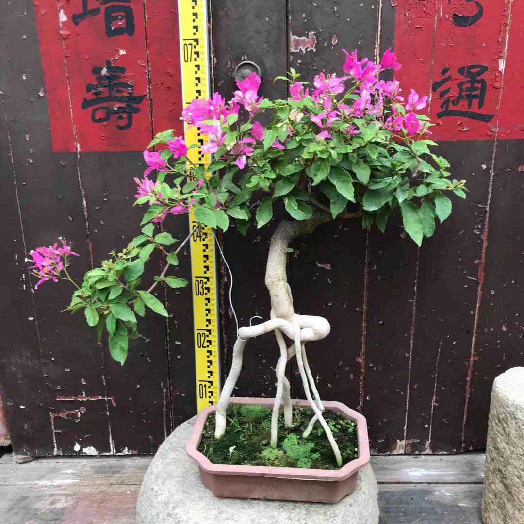 东篱小舍 三角梅漳州红樱蝶原生提根造型盆景 原盆发 实拍照