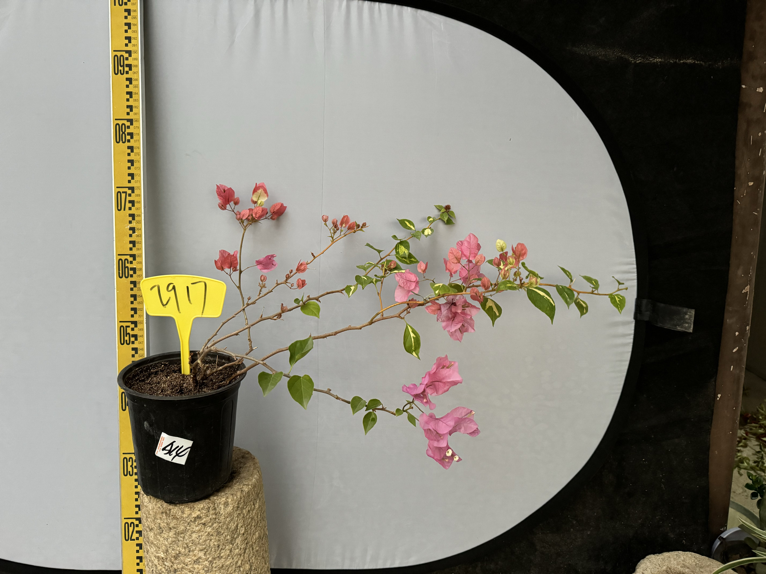 金心橙白阳台庭院四季勤花