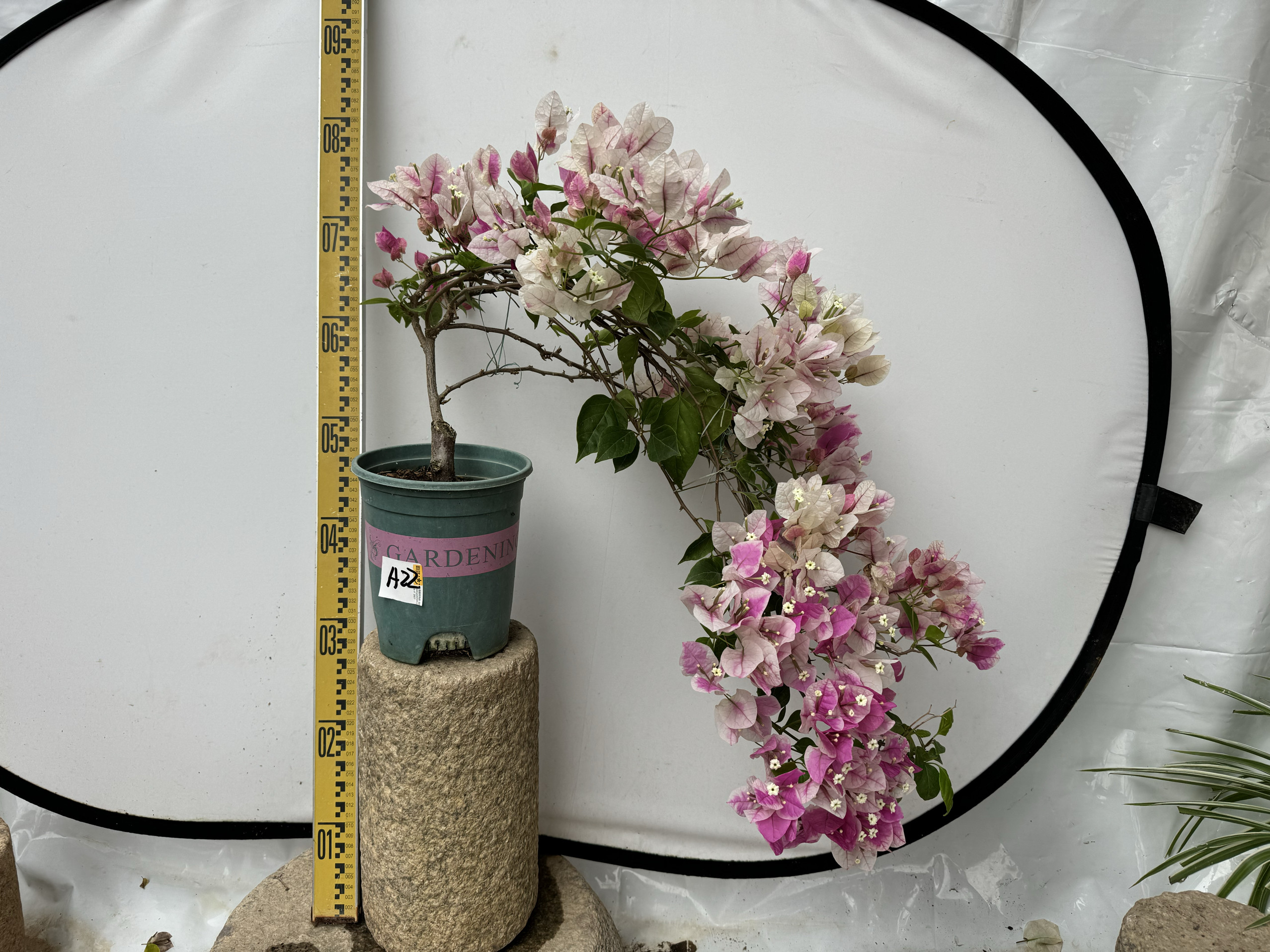 东篱小舍  花蝴蝶 红樱 漳州百变红心樱花 蝴蝶樱花三角梅 实拍照