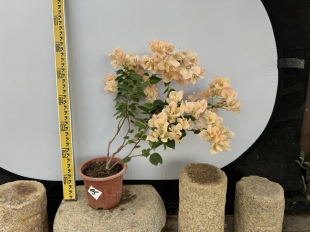 东篱小舍　三角梅勤花品种奶昔 绿叶马斯原生苗 原盆发货　实拍照