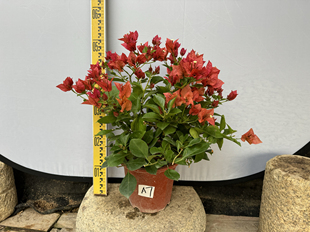 东篱小舍　三角梅勤花品种佩德罗　实拍照 原盆发货