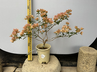 东篱小舍　三角梅勤花品种奶昔 绿叶马斯原生苗 原盆发货　实拍照