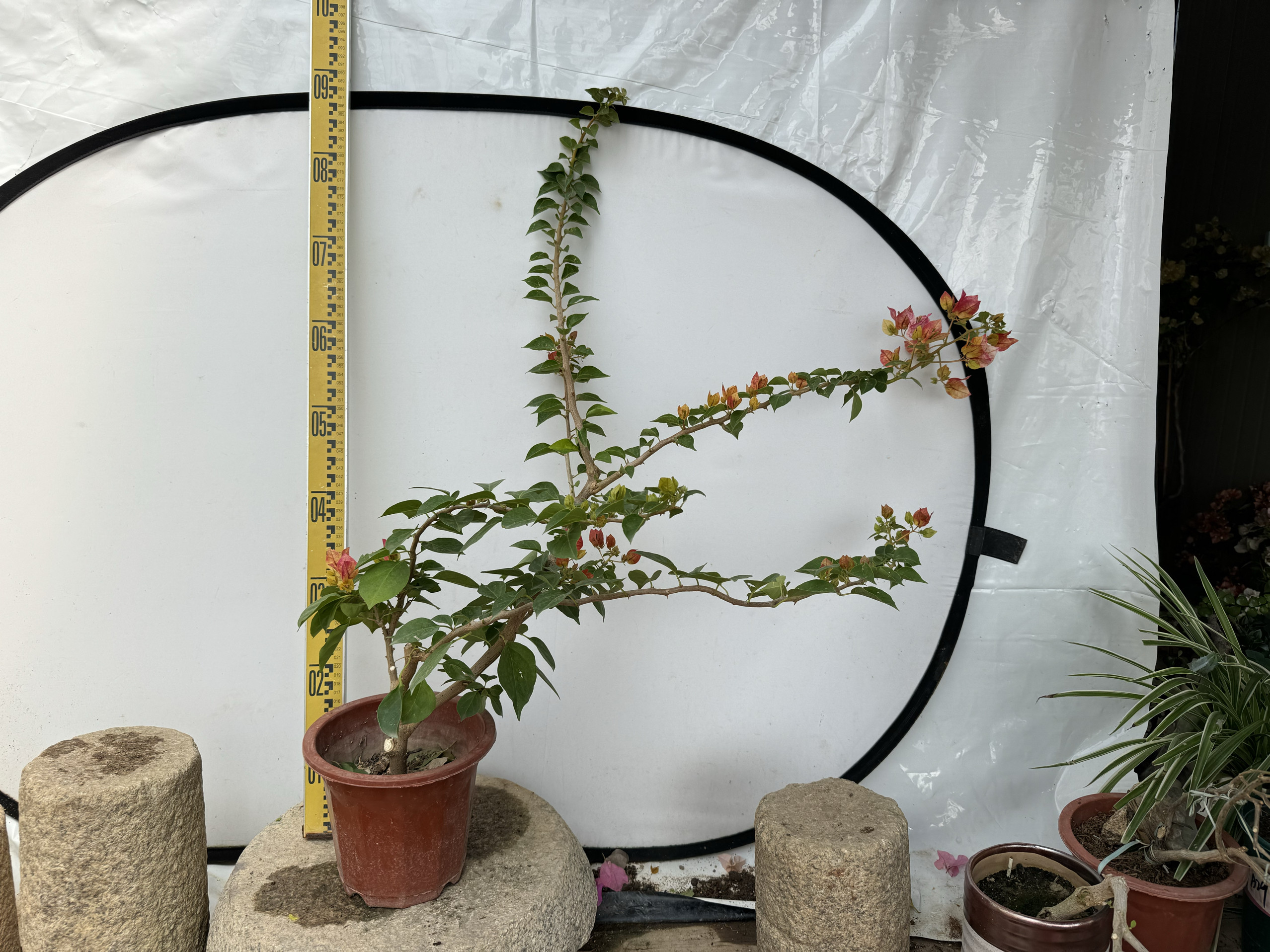 东篱小舍　三角梅勤花品种娆 暗斑饶一物一拍 原盆发货