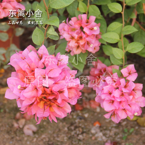 东篱小舍金发女郎三角梅软枝勤花