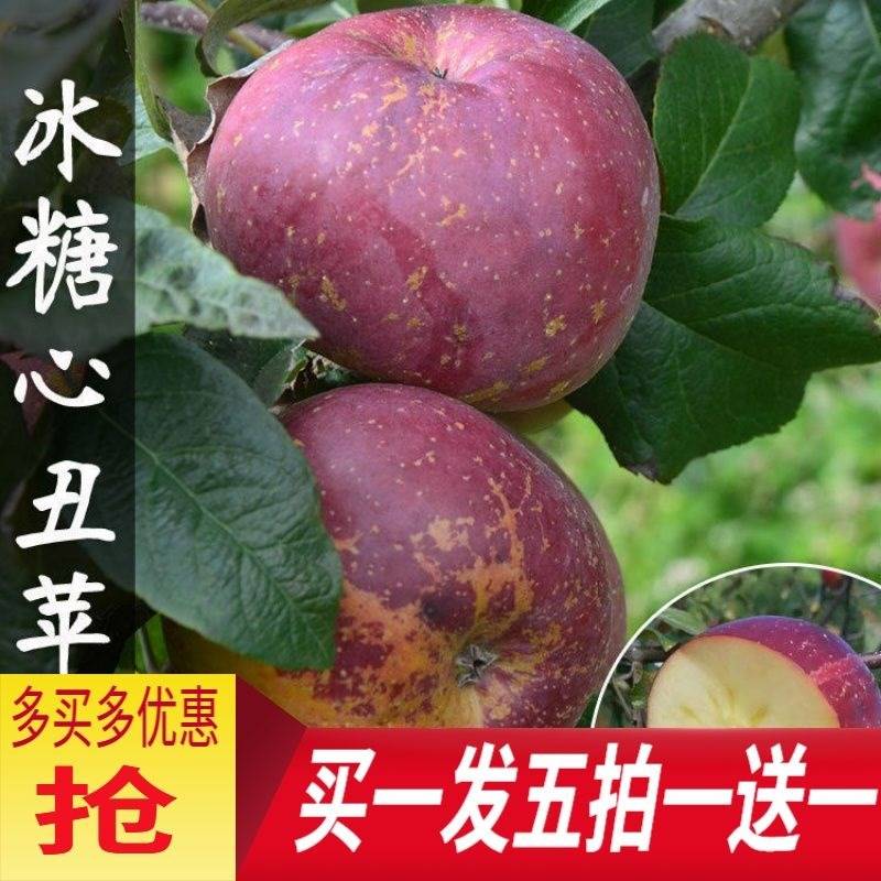 嫁接果树苗 大凉山丑苹果冰糖心苹果树苗 四川苹果树苗南北方种植