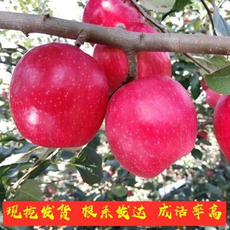 新品种瑞香红苹果苗当年结果南北种植嫁接晚熟瑞香红苹果树果树苗