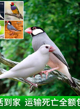 珍珠鸟活物灰白文鸟七彩文鸟灰白珍珠活鸟萌宠物鸟最小鸟