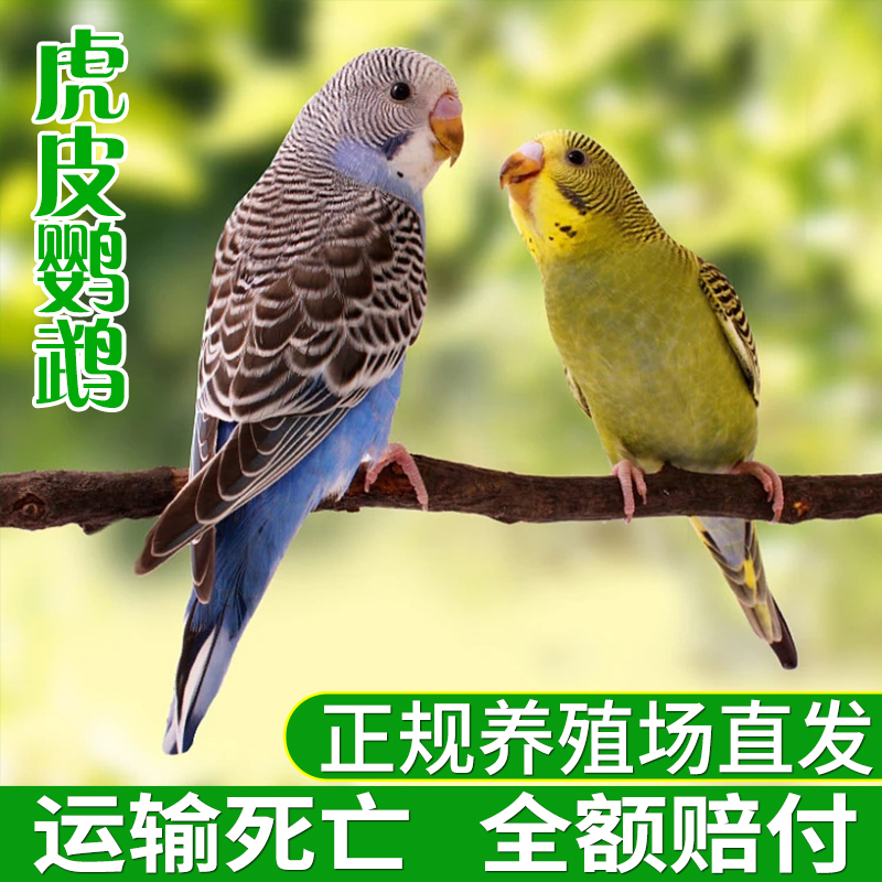 虎皮鹦鹉 中小型可训练说话活体鸟可繁殖幼崽宠物绿.鹦鹉活鸟