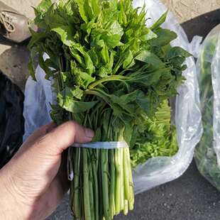 刺拐棒刺五加东北特产山野菜山菜每天现摘500g营养健康凉拌菜